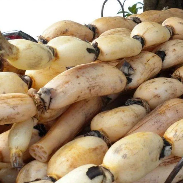 蓮藕配送-蔬菜配送-深圳市七畝地農(nóng)產(chǎn)品實(shí)業(yè)有限公司